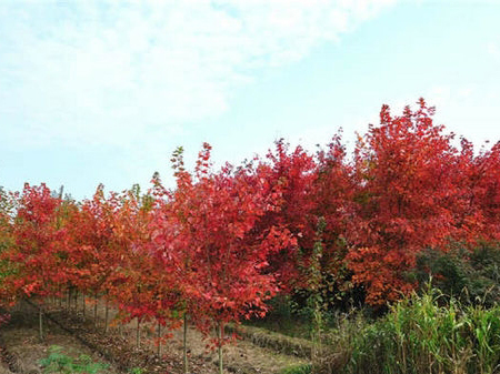 美國(guó)紅楓澆水時(shí)要注意哪些事項(xiàng)