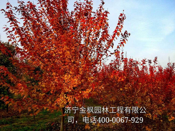 三、購買我們紅楓具體流程是怎么進行的？