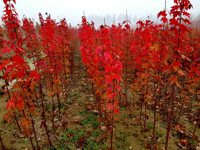 紅點紅楓