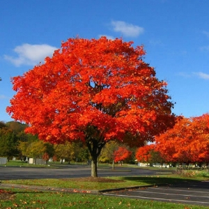 十月光輝紅楓