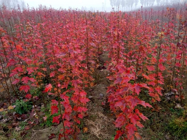 美國紅楓土壤種植時(shí)有哪些條件